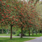 Okrasná jabloň (Malus) ´RED SENTINEL´ výška: 150-200 cm, obvod kmeňa 4/6 cm, kont. C10L